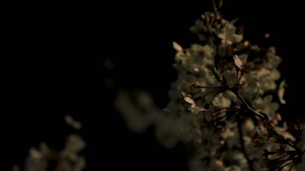 Fiore di ciliegio al parco di Tokyo di notte scatto medio — Video Stock