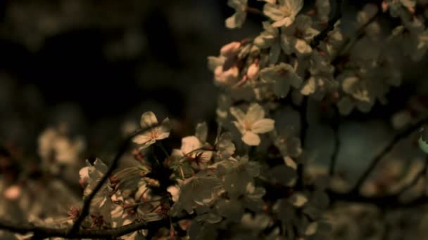 Cherry Blossom i parken i Tokyo på natten medium shot — Stockvideo