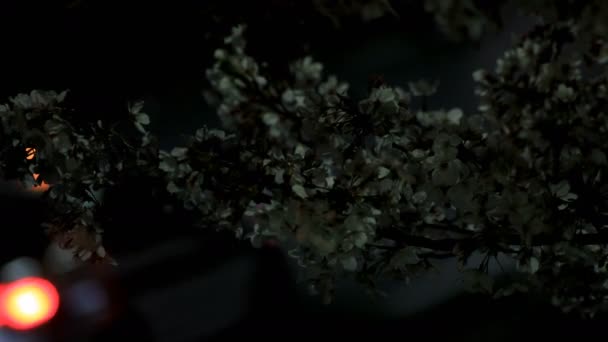 Cherry Blossom i parken i Tokyo på natten medium shot — Stockvideo