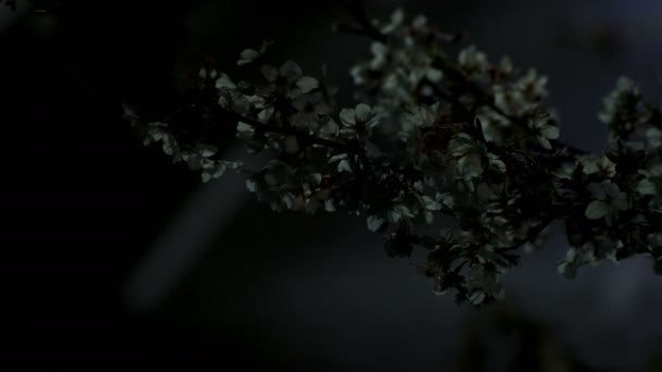 Flor de cerezo en el parque de Tokio en la noche de tiro medio — Vídeos de Stock