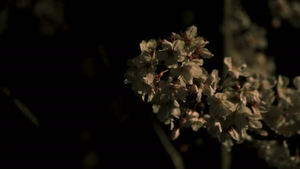 Fiore di ciliegio al parco di Tokyo di notte scatto medio — Video Stock