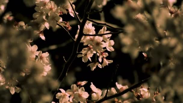 Вишневий цвіт в парку в Токіо вночі середній постріл — стокове відео