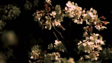 Gece orta çekim de Tokyo'da parkta Kiraz çiçeği