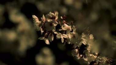 Gece orta çekim de Tokyo'da parkta Kiraz çiçeği