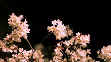 Gece orta çekim de Tokyo'da parkta Kiraz çiçeği