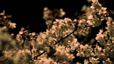 Gece orta çekim de Tokyo'da parkta Kiraz çiçeği