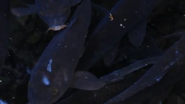 Havuzda yüzme sazan closeup