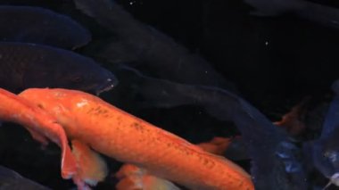 Havuzda yüzme sazan closeup