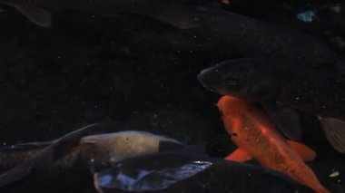 Havuzda yüzme sazan closeup