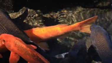 Havuzda yüzme sazan closeup