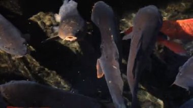 Havuzda yüzme sazan closeup