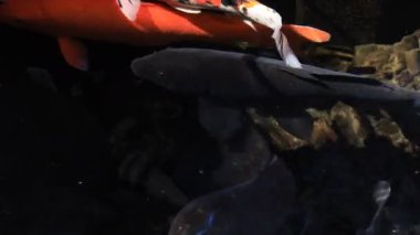 Havuzda yüzme sazan closeup