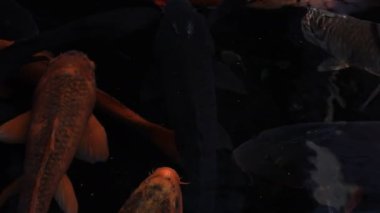 Havuzda yüzme sazan closeup