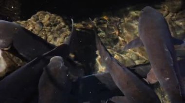 Havuzda yüzme sazan closeup