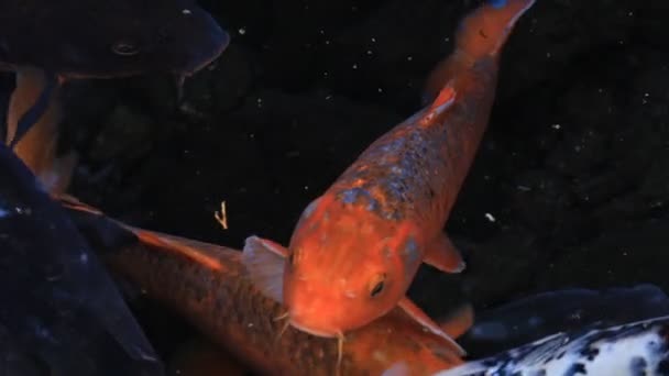 Carpa de natação na lagoa close-up — Vídeo de Stock