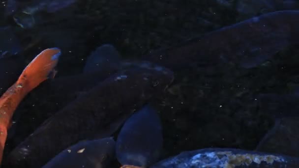 Schwimmende Karpfen im Teich Nahaufnahme — Stockvideo