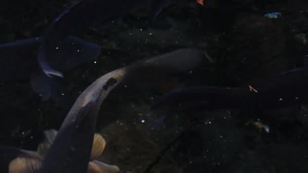 在池塘特写中游泳鲤鱼 — 图库视频影像