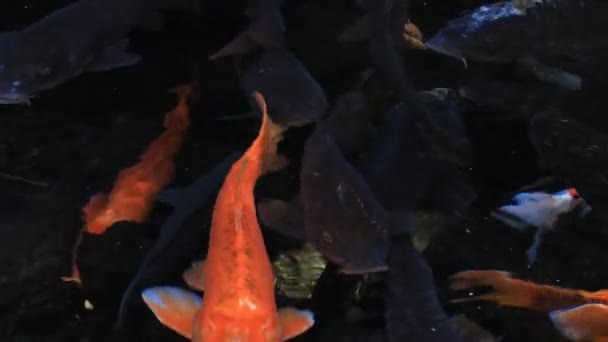 Carpe nageuse dans l'étang gros plan 