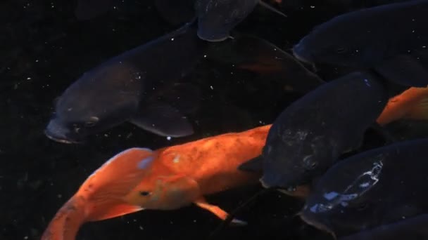 Schwimmende Karpfen im Teich Nahaufnahme — Stockvideo