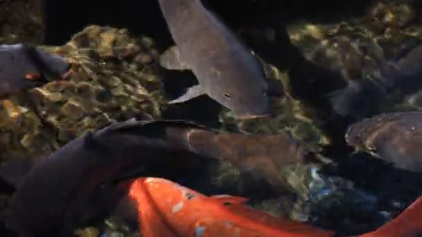 Carpe nageuse dans l'étang gros plan 