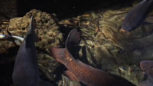 Swimming carp in the pond closeup — Stock Video