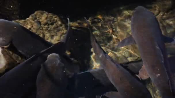 연못 클로즈업에서 잉어 수영 — 비디오