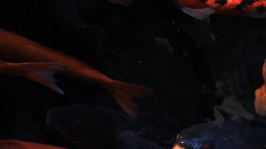 Havuzda yüzme sazan closeup