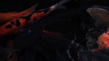Havuzda yüzme sazan closeup