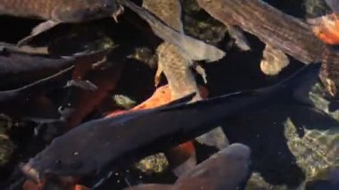 Havuzda yüzme sazan closeup