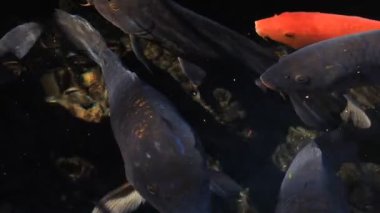 Havuzda yüzme sazan closeup