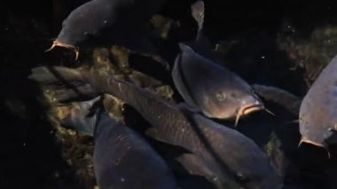 Havuzda yüzme sazan closeup