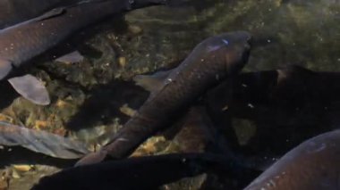 Havuzda yüzme sazan closeup