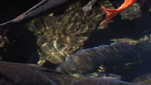 Carpe nageuse dans l'étang gros plan 