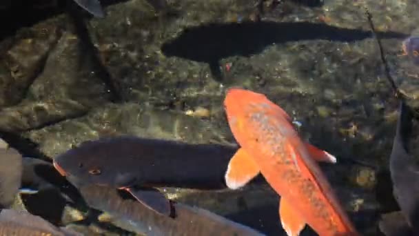 Carpe nageuse dans l'étang gros plan 