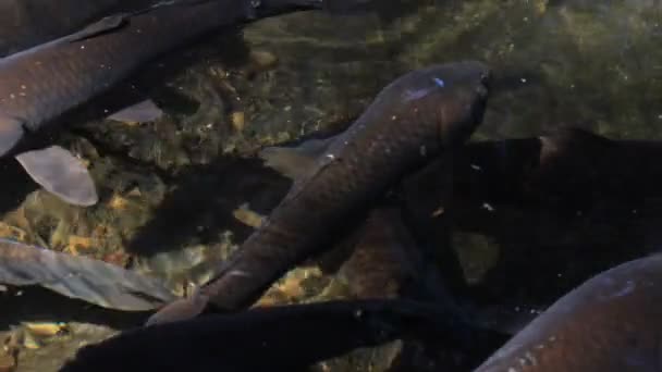 Carpe nageuse dans l'étang gros plan 