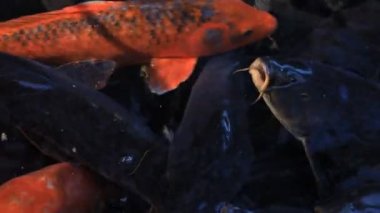 Havuzda yüzme sazan closeup