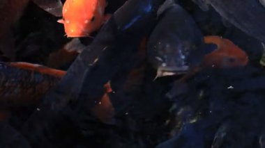 Havuzda yüzme sazan closeup