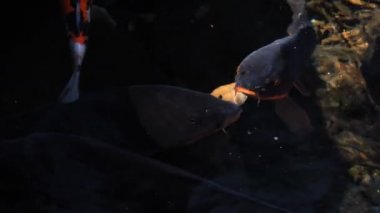 Havuzda yüzme sazan closeup