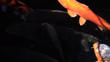 Havuzda yüzme sazan closeup