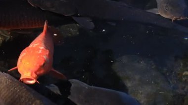 Havuzda yüzme sazan closeup