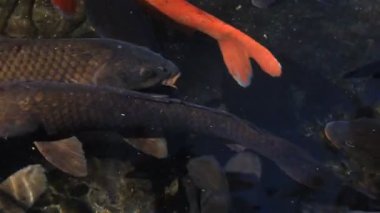 Havuzda yüzme sazan closeup