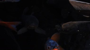 Havuzda yüzme sazan closeup
