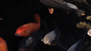 Havuzda yüzme sazan closeup