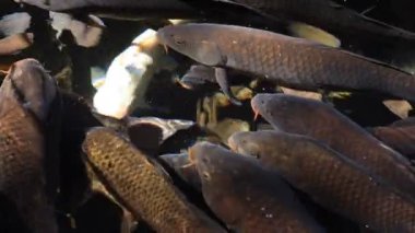 Havuzda yüzme sazan closeup