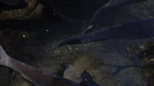 Swimming carp in the pond closeup — Stock Video