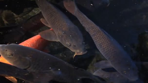 Carpa de natación en el estanque primer plano — Vídeo de stock