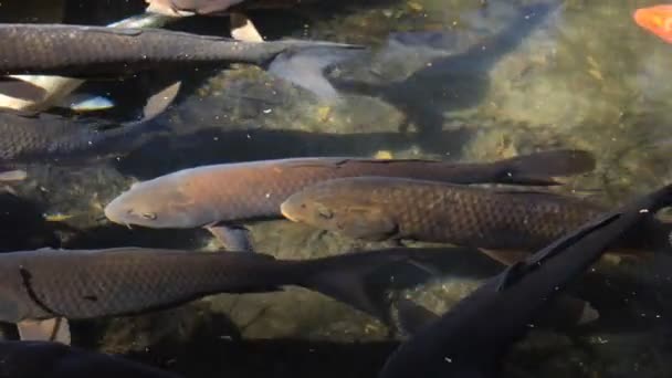 Carpa di nuoto nello stagno primo piano — Video Stock