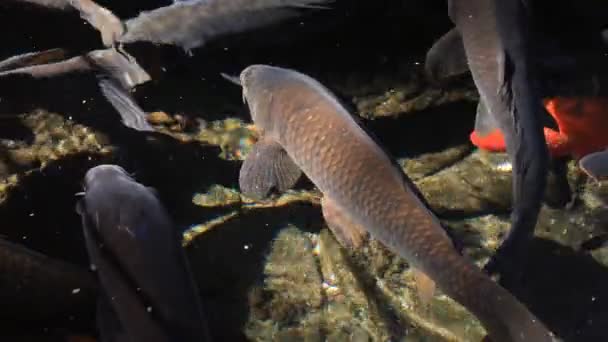 池のクローズアップで鯉を泳ぐ — ストック動画
