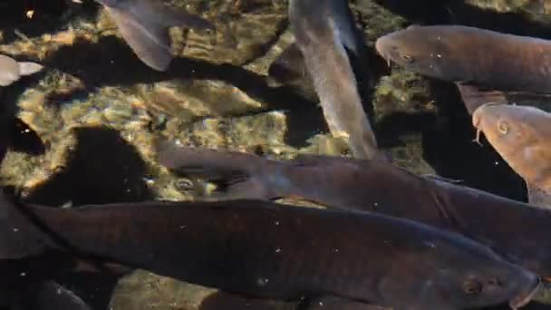 Carpe nageuse dans l'étang gros plan 