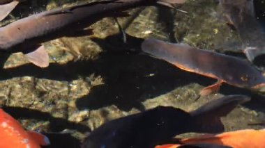 Havuzda yüzme sazan closeup